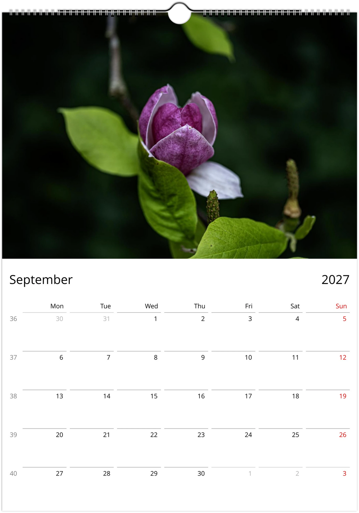 September page – pink and purple magnolia flower opening among lime green leaves, Magnolias Wall Calendar 2027