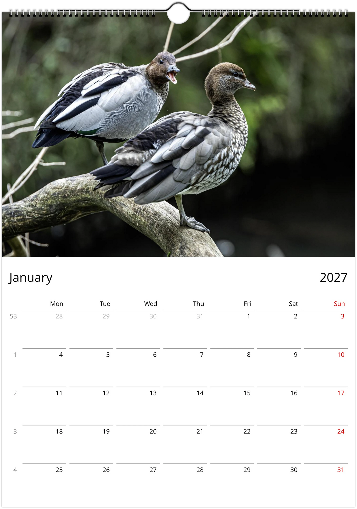 2027 Ducks Wall Calendar | 9076