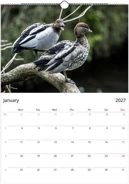2027 Ducks Wall Calendar | 9076 Istvan Maar Photography