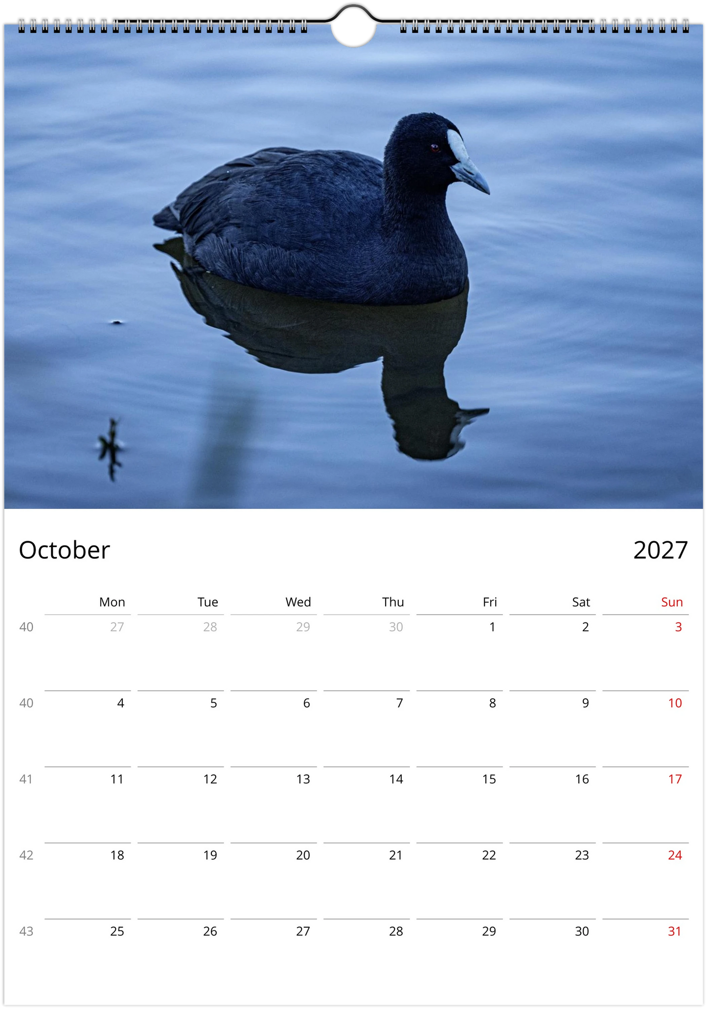 Eurasian Coot floating serenely on calm blue water with mirror reflection – October 2027 calendar page