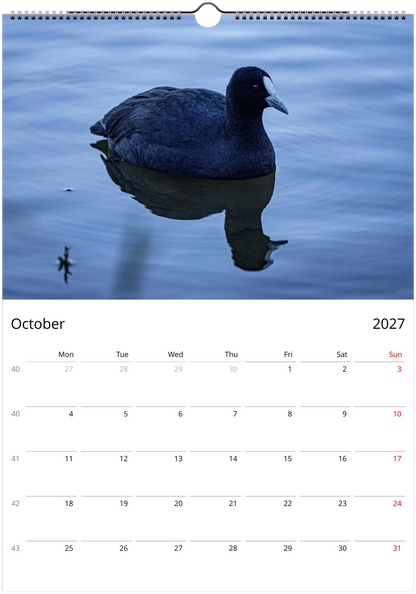 Eurasian Coot floating serenely on calm blue water with mirror reflection – October 2027 calendar page