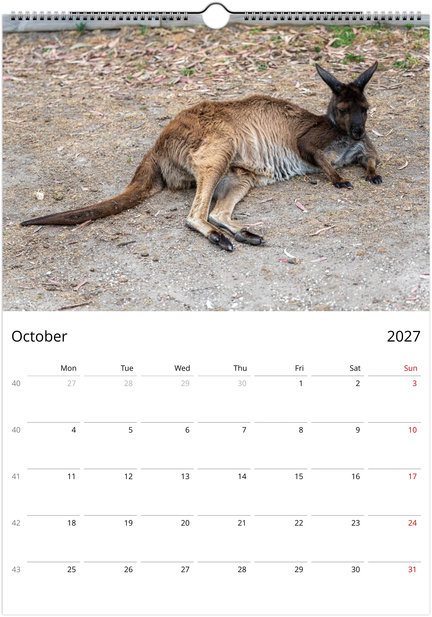 2027 Lazy Kangaroos Wall Calendar October – kangaroo lounging on dry ground | quirky wildlife calendar