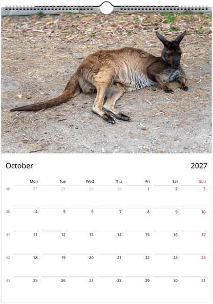 2027 Lazy Kangaroos Wall Calendar October – kangaroo lounging on dry ground | quirky wildlife calendar