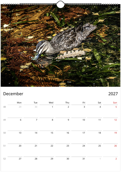 2027 Ducks Wall Calendar | 9076 Istvan Maar Photography
