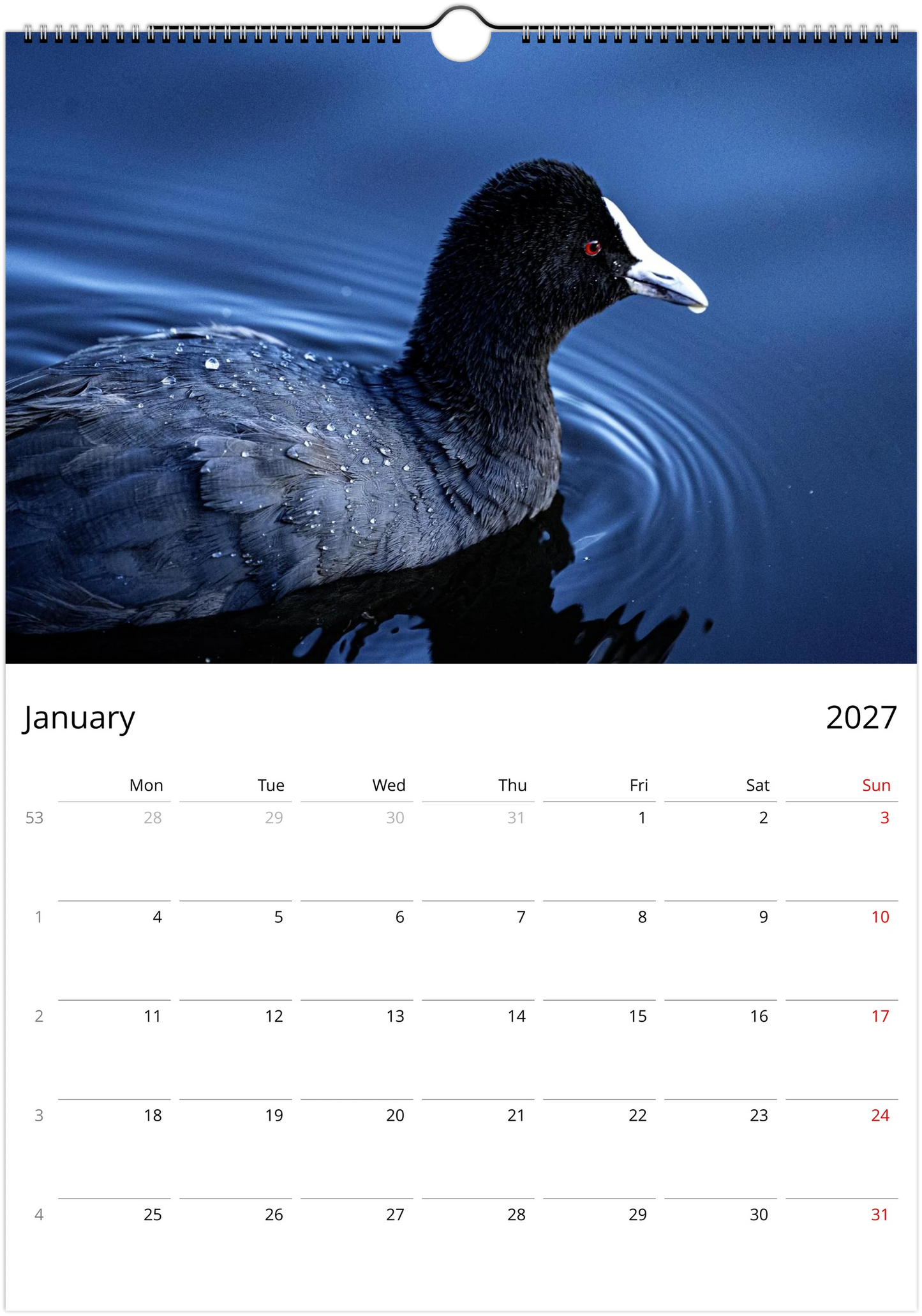 Eurasian Coot close-up portrait floating on deep blue water with droplets on feathers – January 2027 calendar page