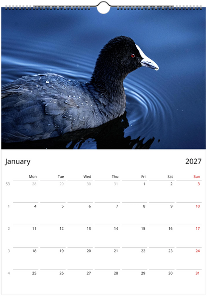 Eurasian Coot close-up portrait floating on deep blue water with droplets on feathers – January 2027 calendar page