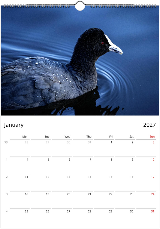 Eurasian Coot close-up portrait floating on deep blue water with droplets on feathers – January 2027 calendar page