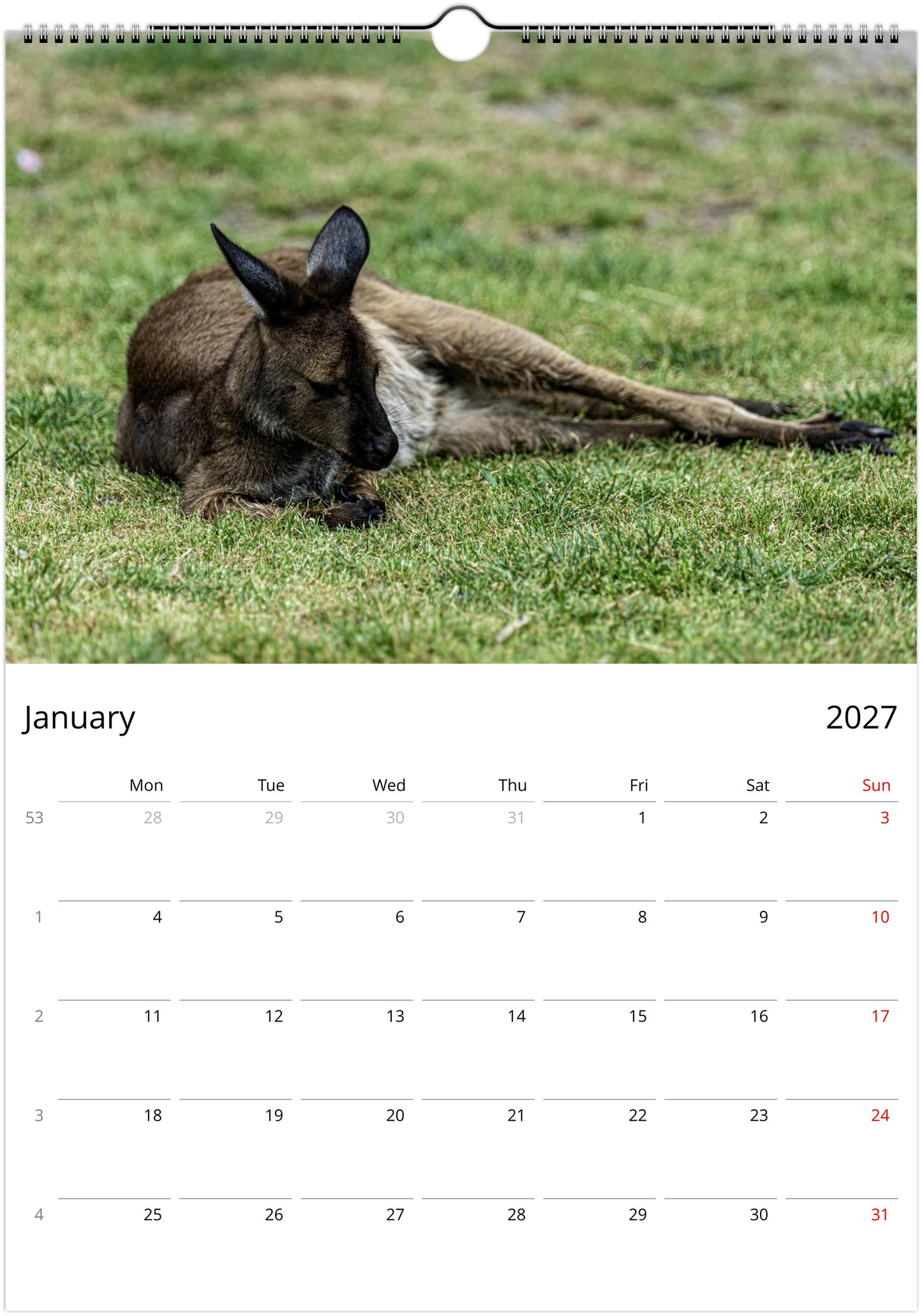 2027 Lazy Kangaroos Wall Calendar January – young kangaroo lying on grass | personalised wildlife calendar