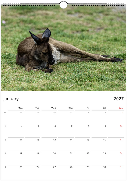 2027 Lazy Kangaroos Wall Calendar January – young kangaroo lying on grass | personalised wildlife calendar