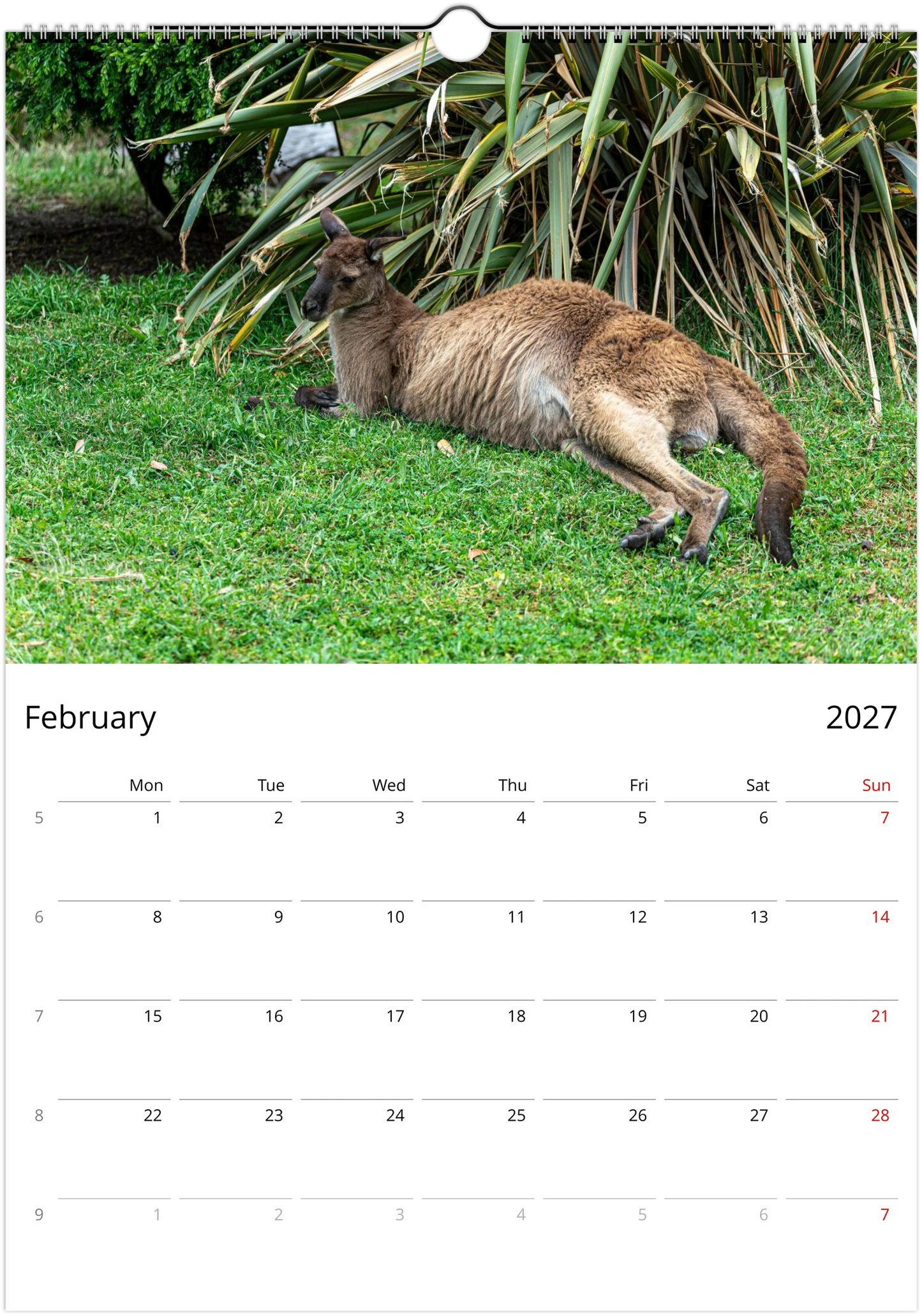 2027 Lazy Kangaroos Wall Calendar February – kangaroo resting on green grass beside tropical plants | Australian wildlife calendar