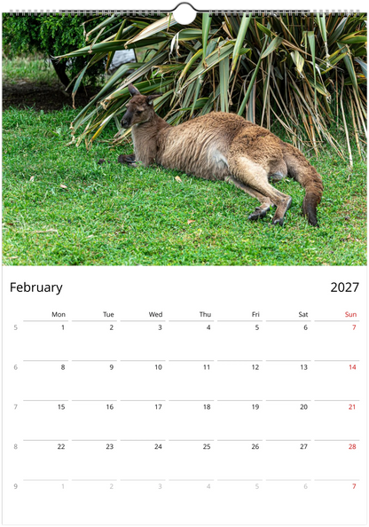2027 Lazy Kangaroos Wall Calendar February – kangaroo resting on green grass beside tropical plants | Australian wildlife calendar