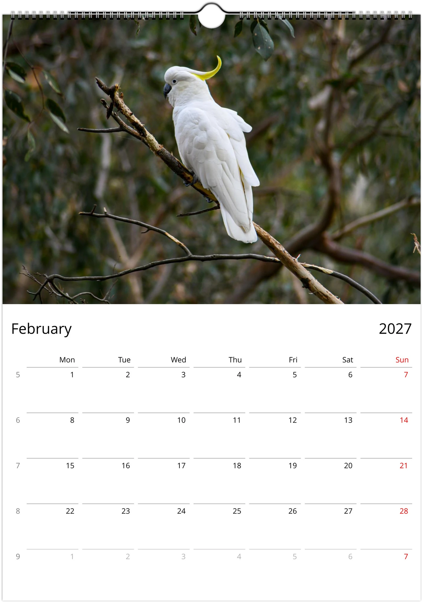 2027 Australian Wildlife Wall Calendar | 0488 Istvan Maar Photography