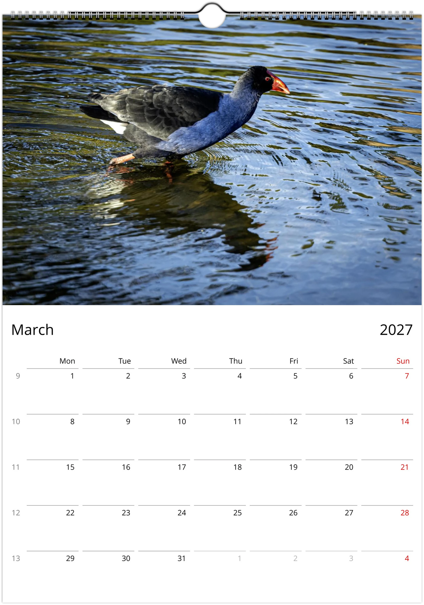 2027 Purple Swamphens Wall Calendar | 4167