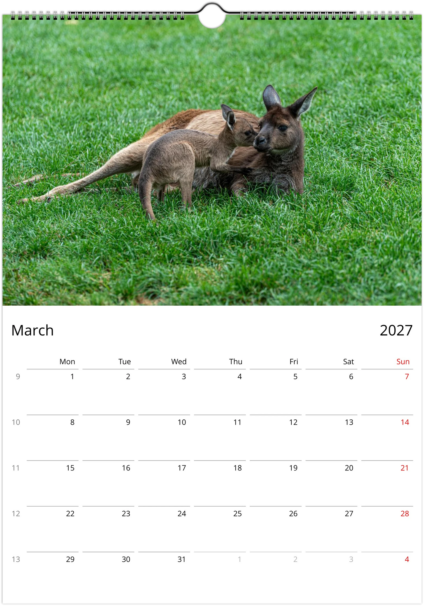 2027 Lazy Kangaroos Wall Calendar March – funny animal planner featuring Australian wildlife photography