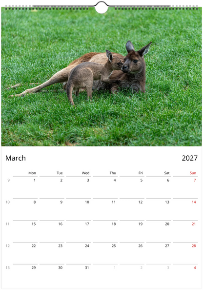 2027 Lazy Kangaroos Wall Calendar March – funny animal planner featuring Australian wildlife photography
