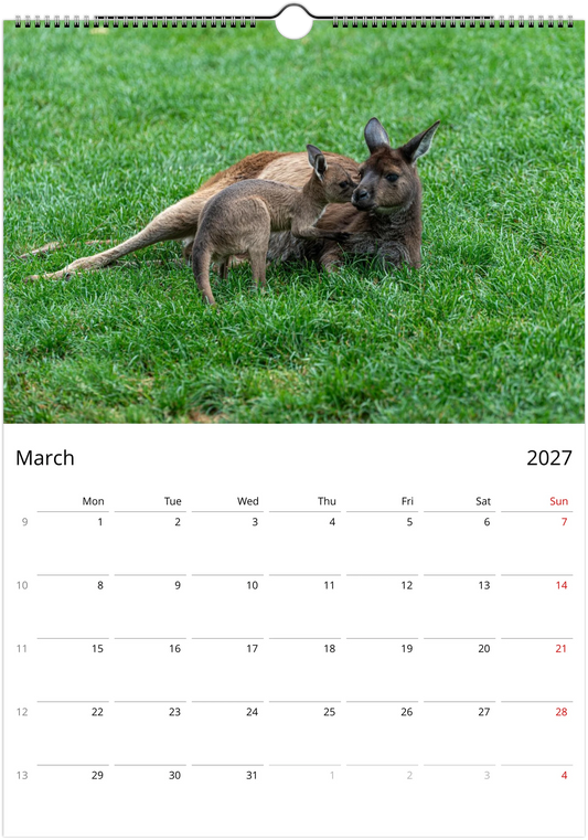 2027 Lazy Kangaroos Wall Calendar March – funny animal planner featuring Australian wildlife photography