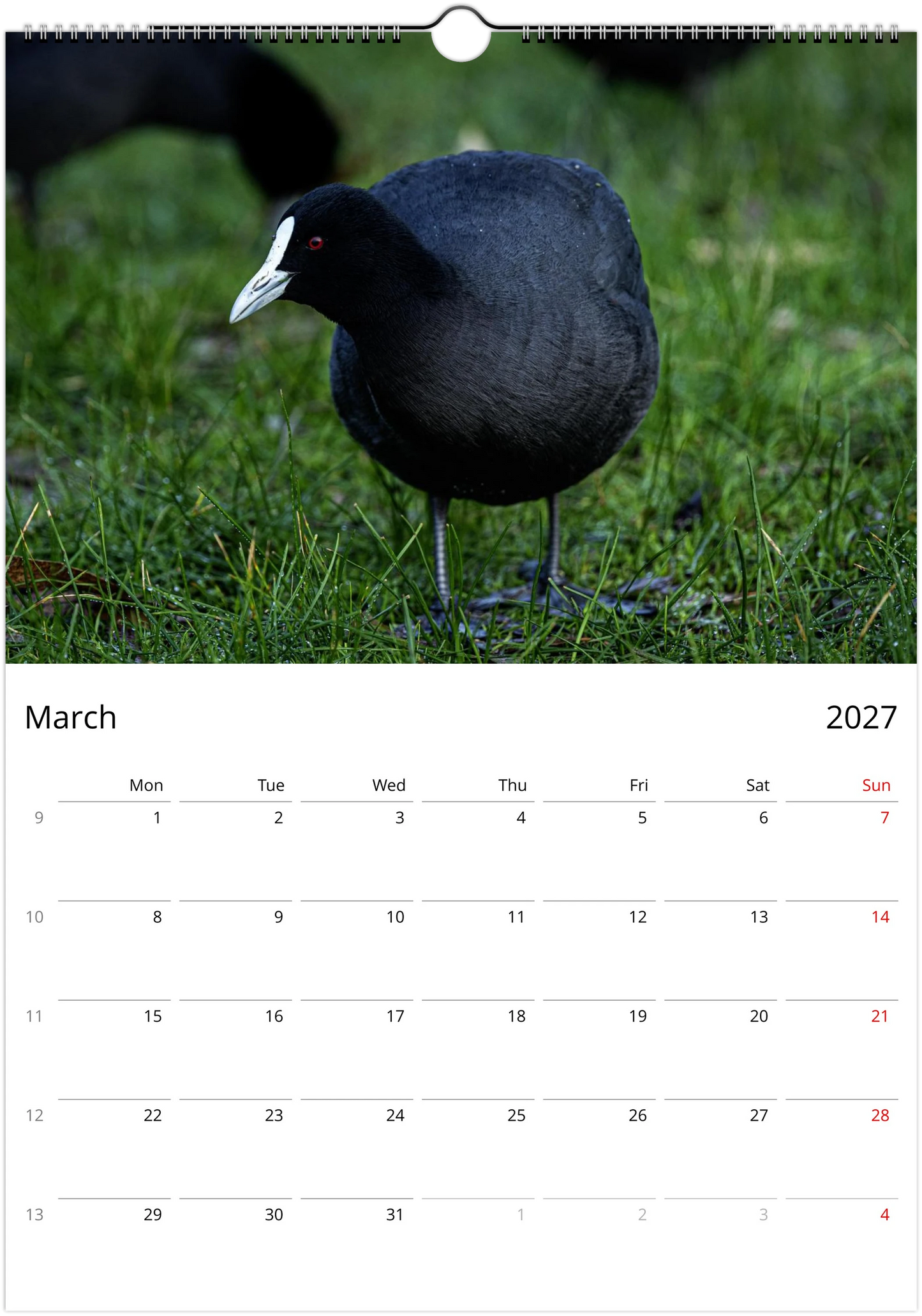 Eurasian Coot standing upright on green grass