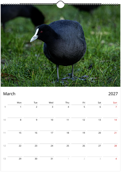 Eurasian Coot standing upright on green grass