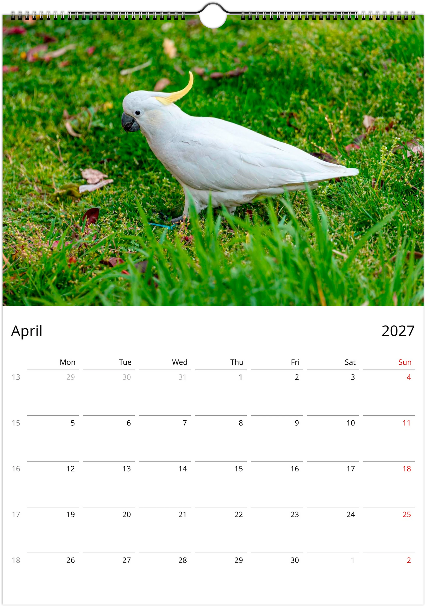 2027 Australian Birds Wall Calendar | 0507 Istvan Maar Photography