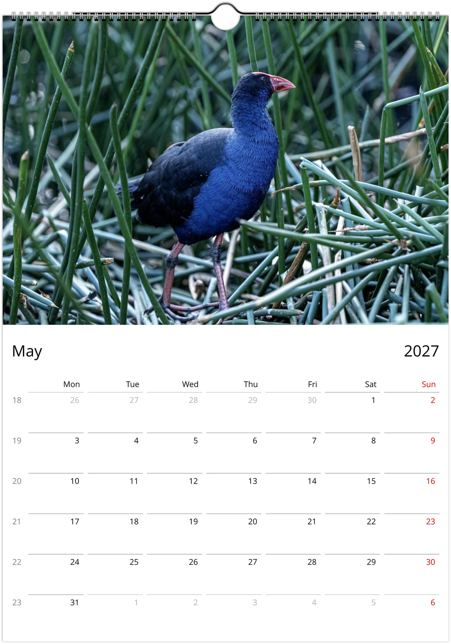 2027 Purple Swamphens Wall Calendar | 4167