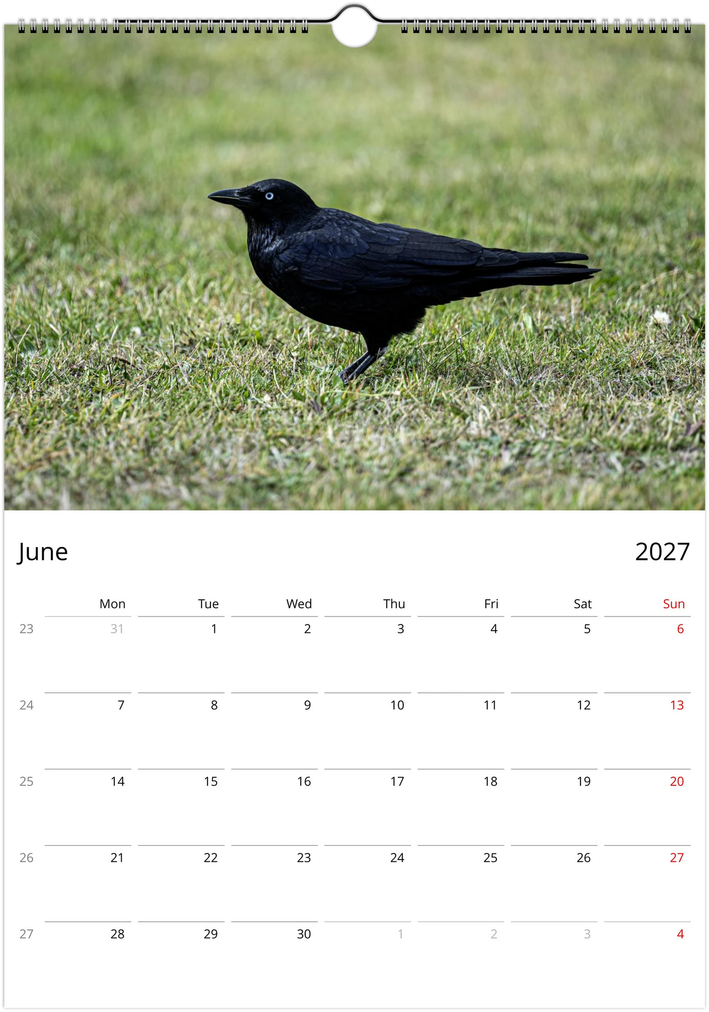 2027 Australian Ravens Wall Calendar | 2197