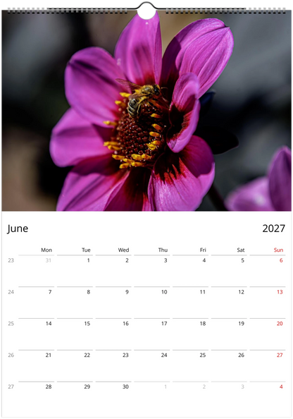 2027 Bees Wall Calendar – June monthly spread with bee and flower photography