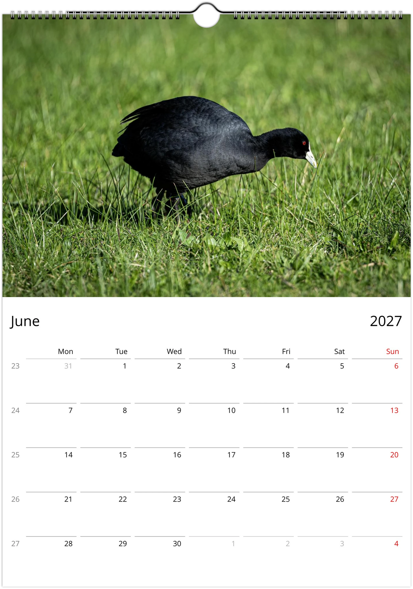 Eurasian Coot foraging low in lush green grass