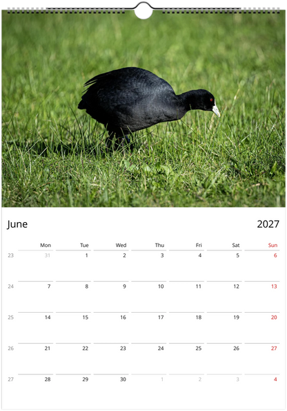 Eurasian Coot foraging low in lush green grass
