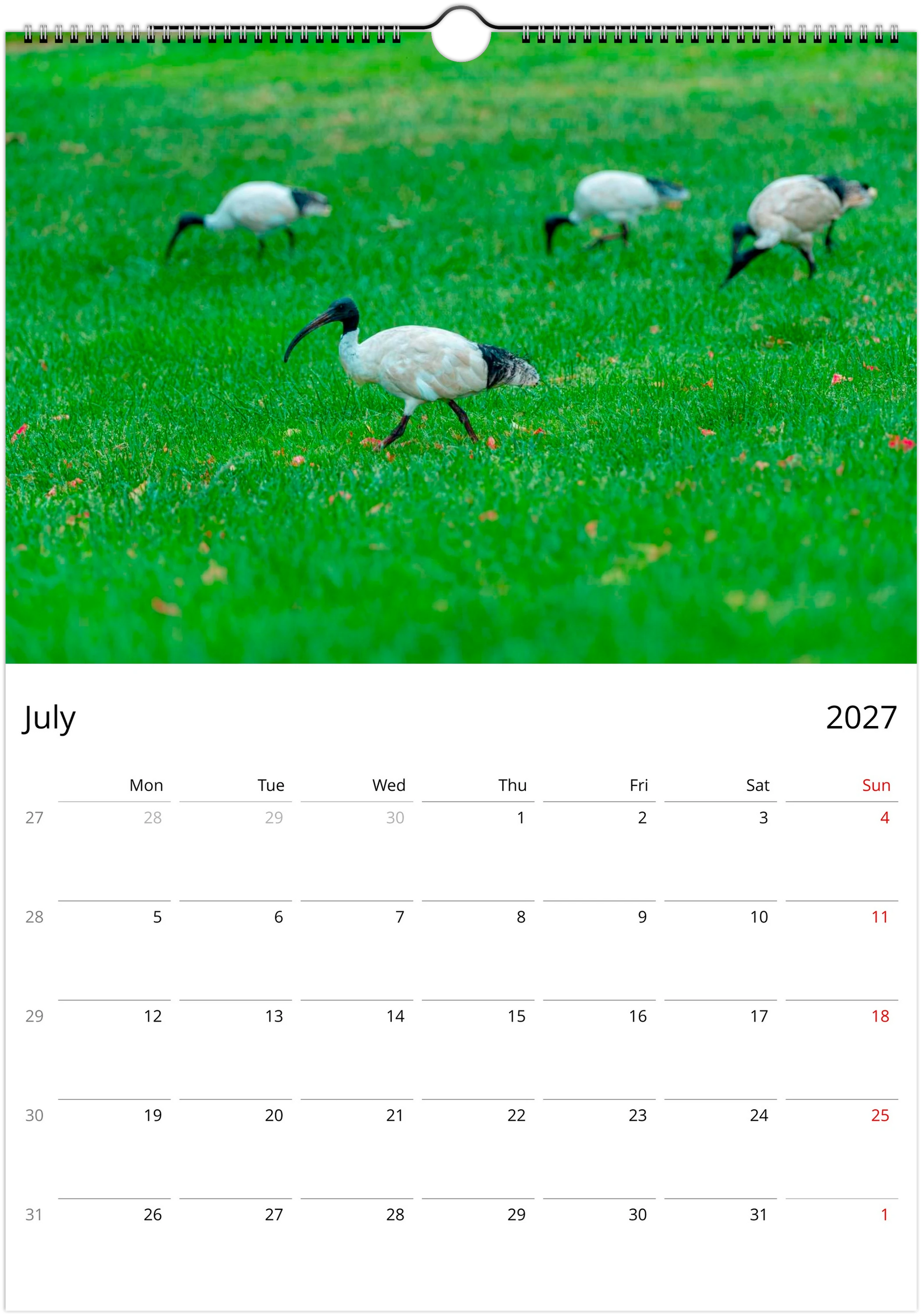 2027 Australian Birds Wall Calendar | 0507 Istvan Maar Photography