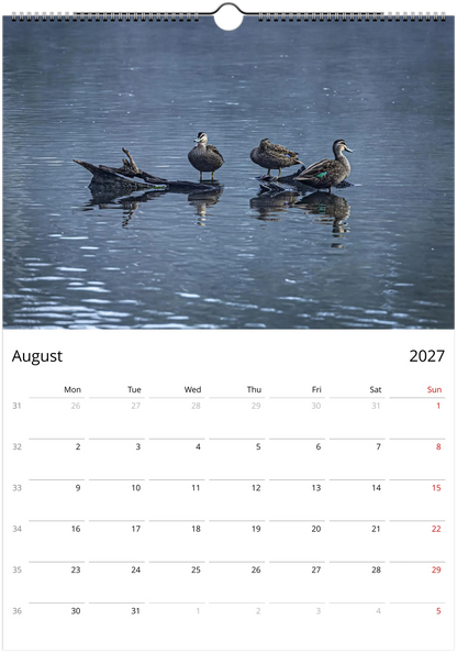 2027 Ducks Wall Calendar | 9076 Istvan Maar Photography