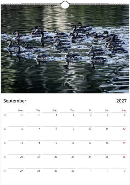 2027 Ducks Wall Calendar | 9076 Istvan Maar Photography