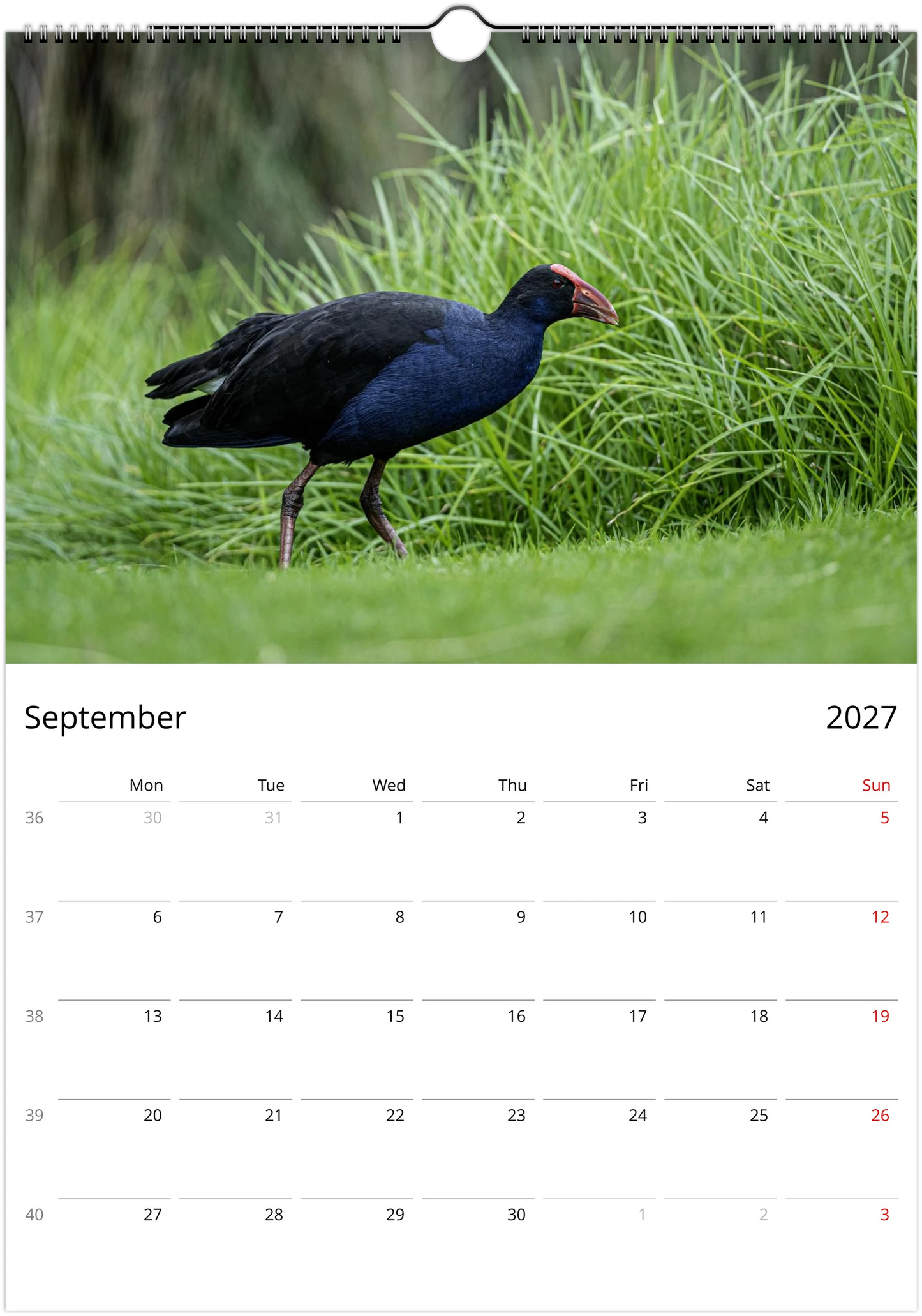 2027 Purple Swamphens Wall Calendar | 4167