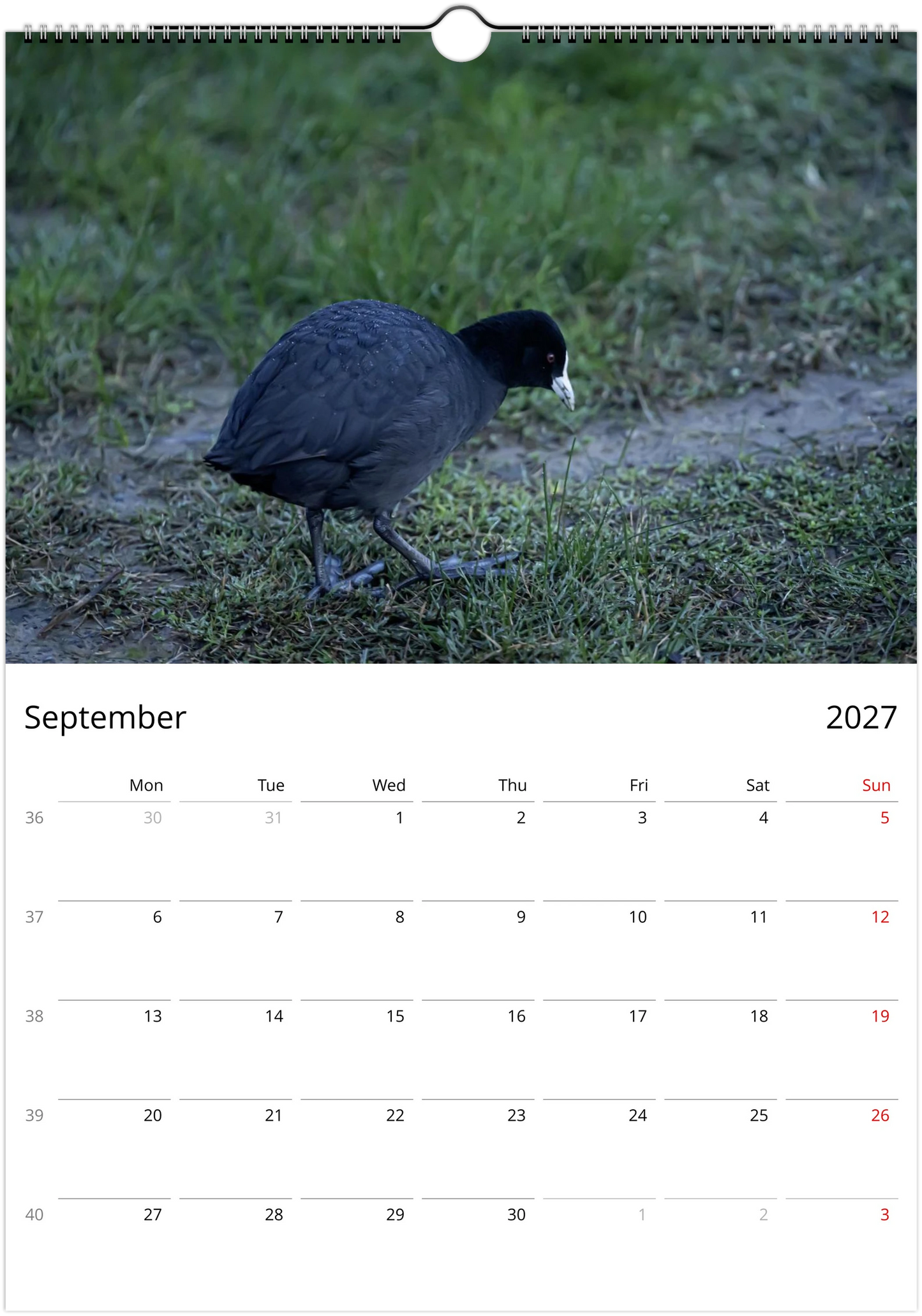 Eurasian Coot walking on muddy ground with lobed feet visible