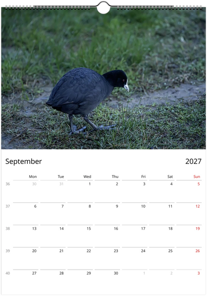 Eurasian Coot walking on muddy ground with lobed feet visible