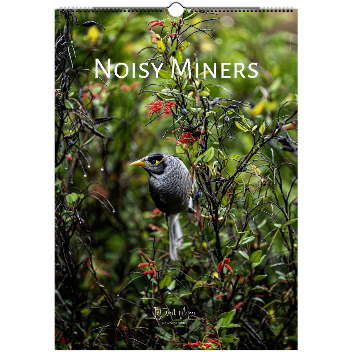 2027 Noisy Miners Wall Calendar cover – noisy miner bird perched among rain-dampened foliage and red flowers, by Istvan Maar Photography