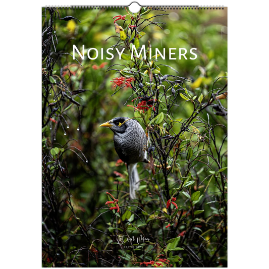 2027 Noisy Miners Wall Calendar cover – noisy miner bird perched among rain-dampened foliage and red flowers, by Istvan Maar Photography