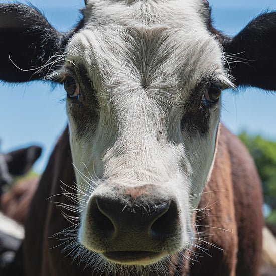 Farm animals wall calendar by Istvan Maar Photography