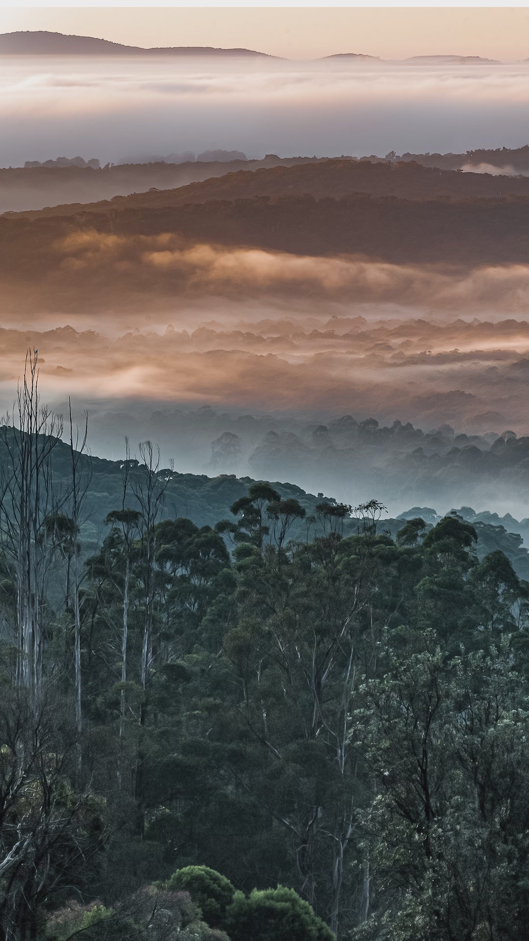 Misty Mountain Ash Foggy Forest Canvas reel