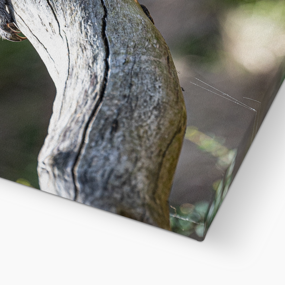 Cute koala in wildlife park by Istvan Maar Photography - ultra closeup