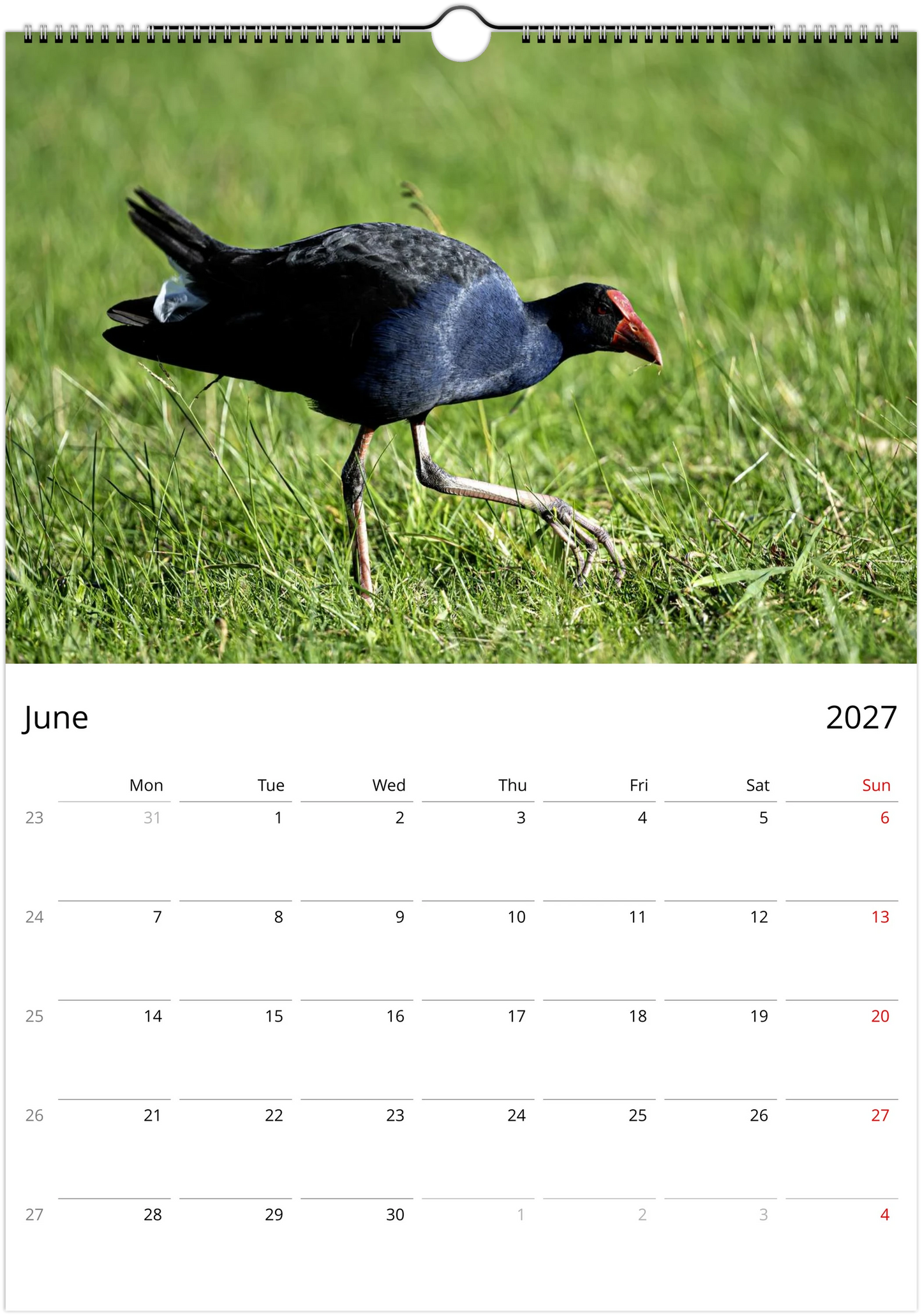 Purple swamphens wall calendar by Istvan Maar Photography featuring a bird in a green grass field.
