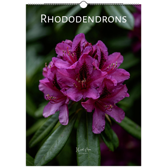 2027 Rhododendrons wall calendar cover – magenta rhododendron flower head against dark green leaves, photographed at the Dandenong Ranges Botanic Garden by Istvan Maar Photography