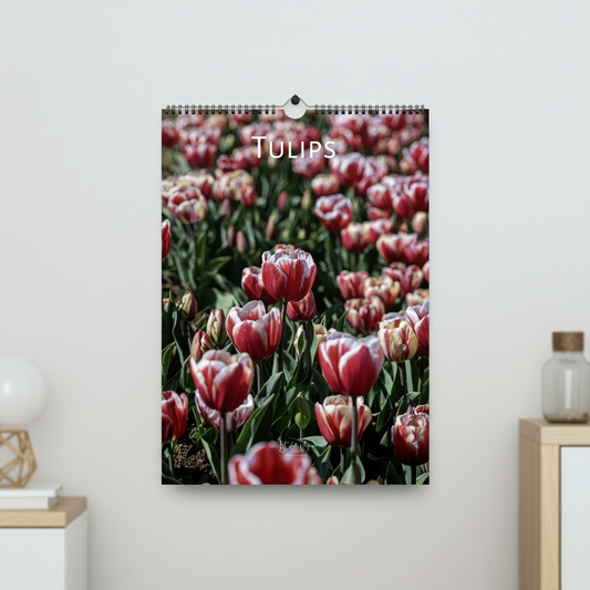 Square product mockup of a spiral-bound tulip wall calendar titled “TULIPS”, mounted on a pale wall in a softly styled home interior.