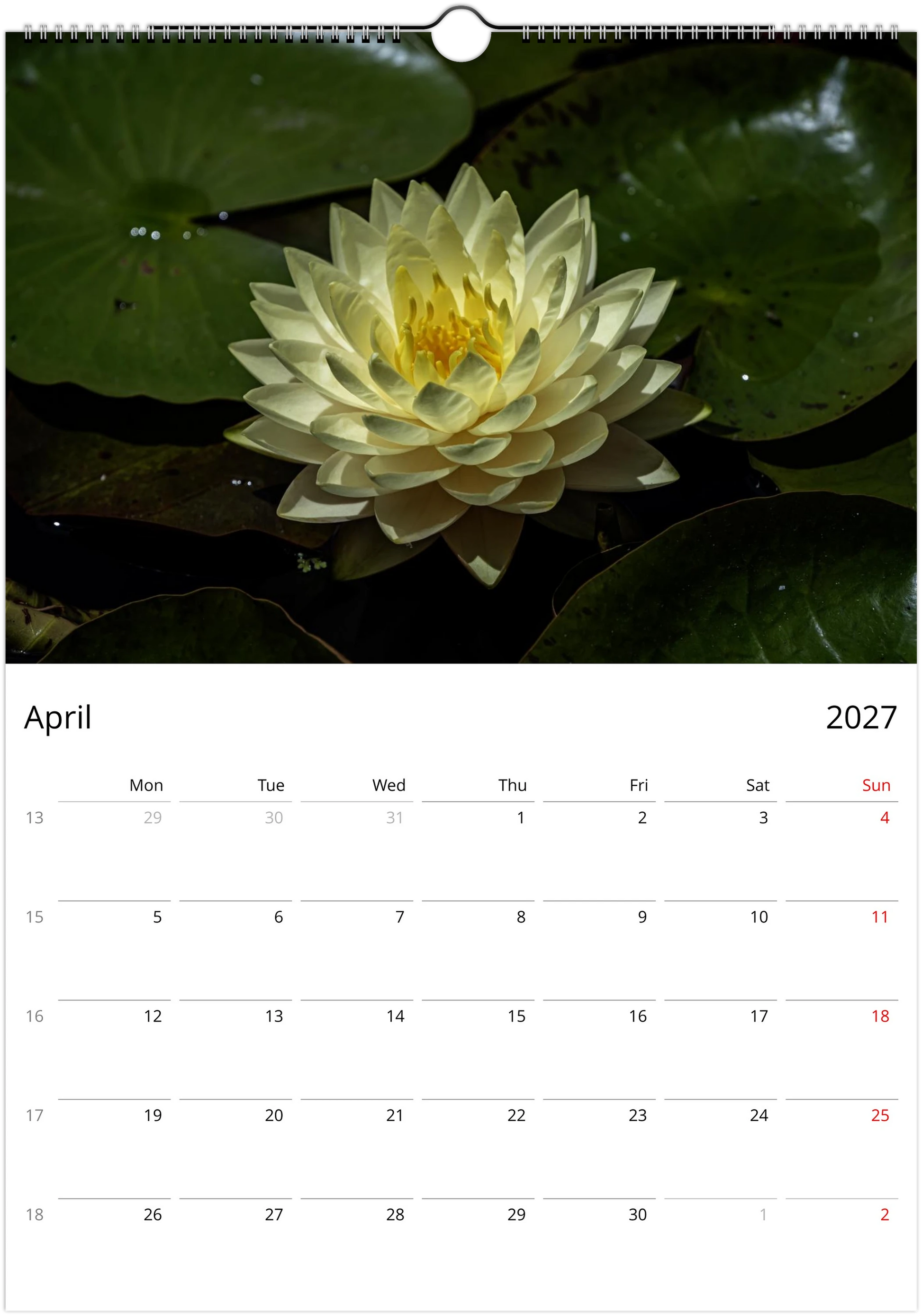 Beautiful water lily flowers in bloom featured in a photographic wall calendar