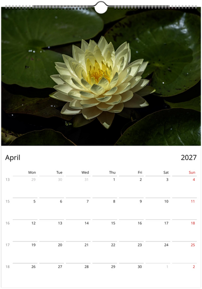 Beautiful water lily flowers in bloom featured in a photographic wall calendar